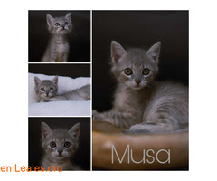 Musa en adopción / 1