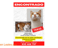 gato encontrado / 1