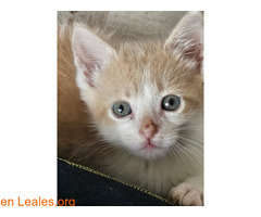 bebes en adopcion / 2
