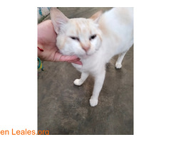 Gatos en adopción / 1