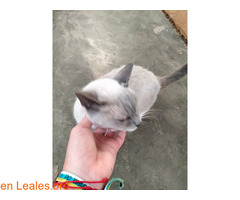 Gatos en adopción / 2