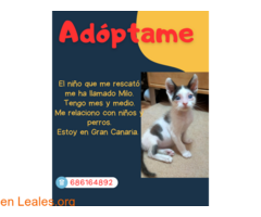 MILO EN ACOGIDA O ADOPCIÓN / 1