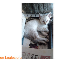 PUSA en adopción / 1