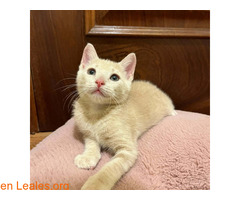 MUSA (01/04/2025) / 2