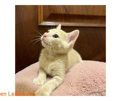 MUSA (01/04/2025) / 3
