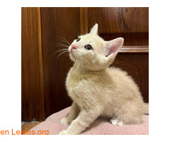 MUSA (01/04/2025) / 4