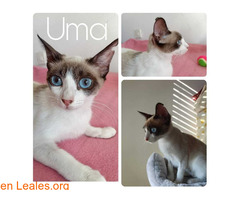 Uma en adopción / 1