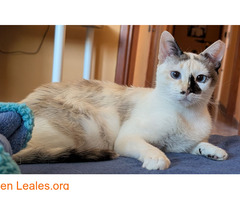 Gatita adopción GC / 1