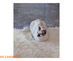Gatita adopción GC / 2