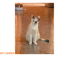 Gatita adopción GC / 3
