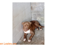 Poli en adopción / 1