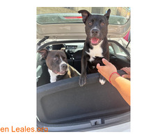 Perros encontrados en La Florida / 1