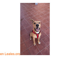 SIMBA BUSCA UN HOGAR URGENTE