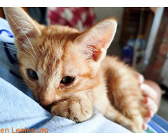 Gatita en adopción responsable