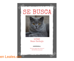 LUCAS - GATO PERDIDO