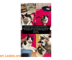 Gatita en adopción