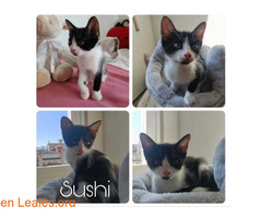 Sushi en adopción