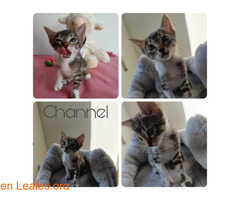 Channel en adopción