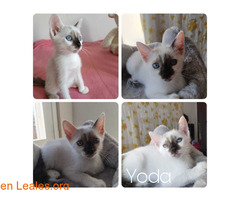 Yoda en adopción / 1
