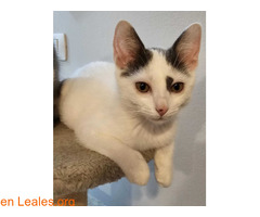 Gatitos en adopción / 1