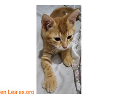 Gatitos en adopción / 2
