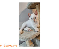 Gatitos en adopción / 4