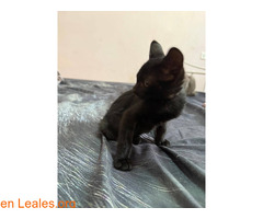 Gatitos en adopción responsable / 1