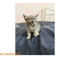 Gatitos en adopción responsable / 2