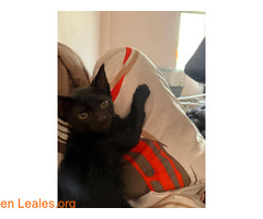 Gatitos en adopción responsable / 3