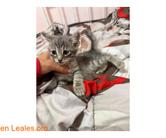 Gatitos en adopción responsable / 4
