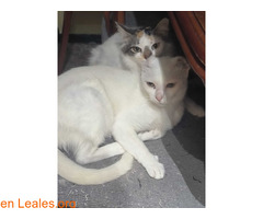 GATAS Hermanas / 3