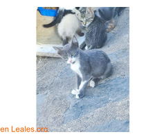 Gatito 3 meses busca adopción