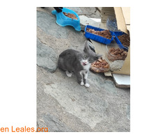 Gatito 3 meses busca adopción / 2