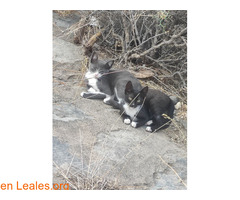 Gatito 3 meses busca adopción / 5