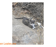 Gatito 3 meses busca adopción / 6