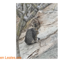 Gatita 2 meses / 2