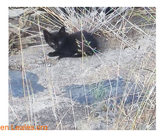 Gatita de 2 meses busca adopción