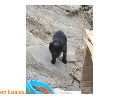 Gatita de 2 meses busca adopción / 2