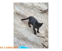 Gatita de 2 meses busca adopción / 3