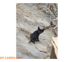 Gatita de 2 meses busca adopción / 4