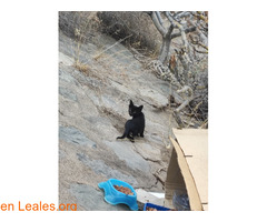 Gatita de 2 meses busca adopción / 5