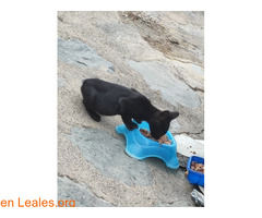 Gatita de 2 meses busca adopción / 6