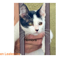 Gatos en adopción / 1