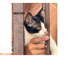 Gatos en adopción / 2