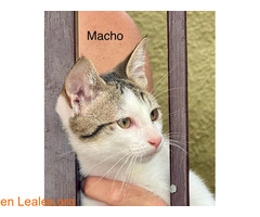 Gatos en adopción / 3