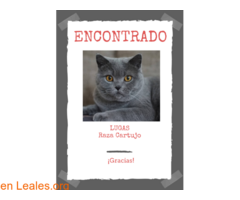 LUCAS - GATO ENCONTRADO