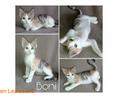 Boni en adopción