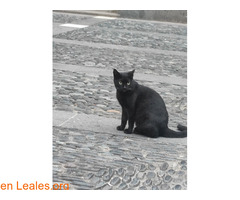 Gata joven encontrada / 2