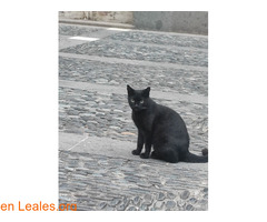 Gata joven encontrada / 3
