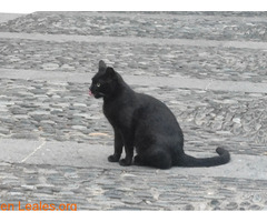 Gata joven encontrada / 4